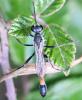 Ammophila sabulosa